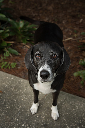 Abby (dog) at Eureka Spring Park