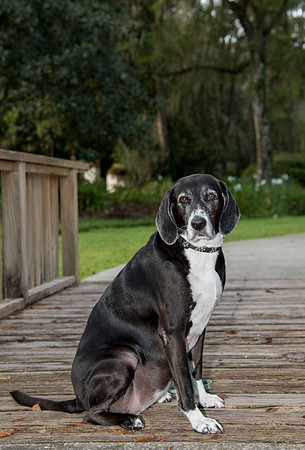 Abby (dog) at Eureka Spring Park
