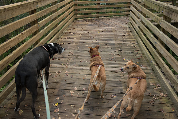 Boardwalk at Eureka Springs Park