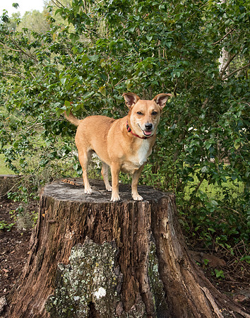 Tree stump at Eureka Springs Park