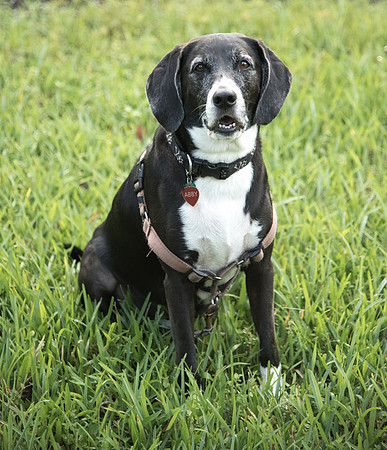 Dog in the grass at Eureka Springs Park