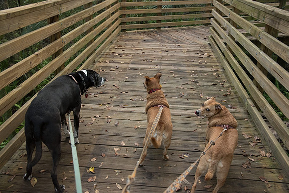 Eureka Springs Park walkway