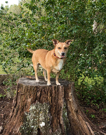 Tree stump at Eureka Springs Park
