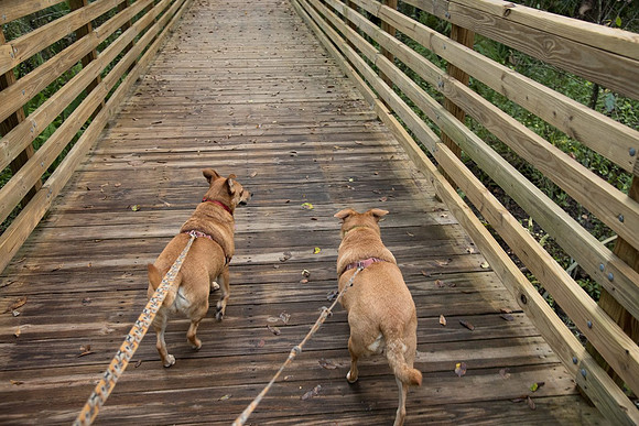 Walking the boardwalk