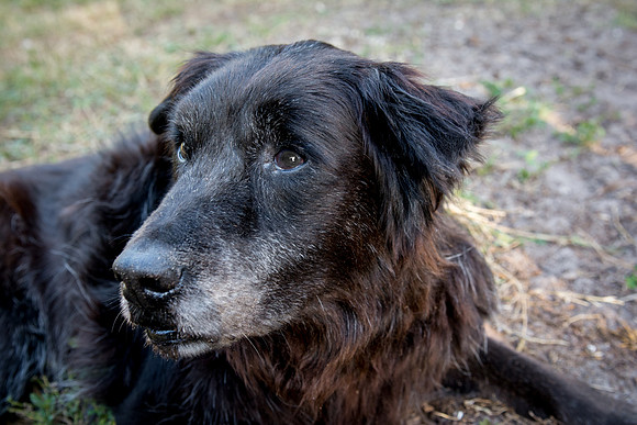 Maggie, a senior black dog
