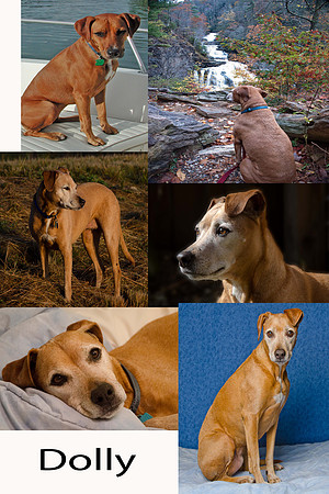 Memories of our dog, Dolly
