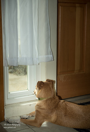 Dog looking out the window