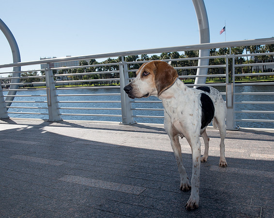 Dog Tampa Riverwalk