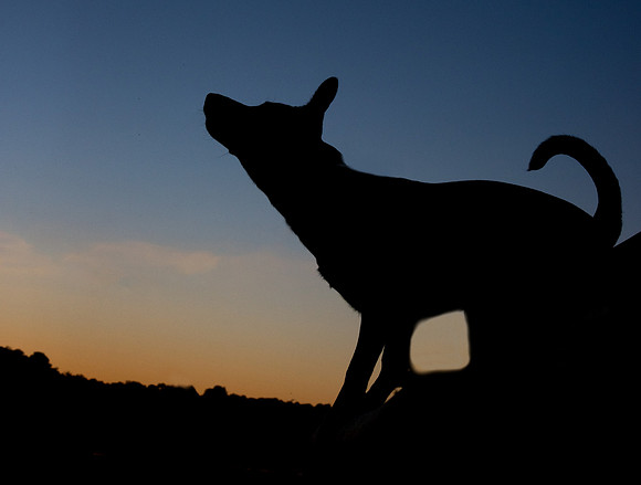 Dog standing - silhouette at sunset