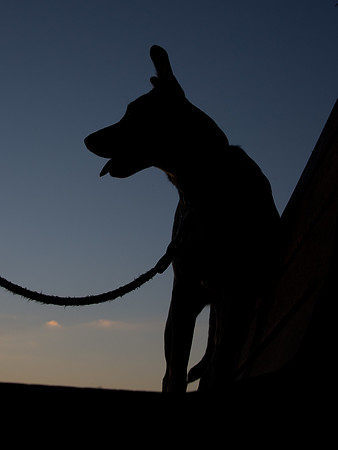 Dog silhouette at sunset on bench