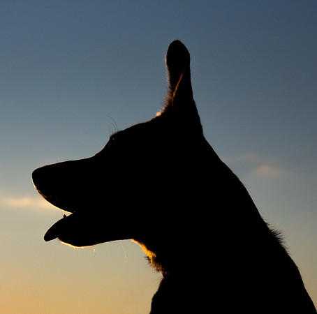 Dog head silhouette