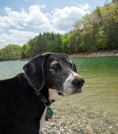 Black hound by lakeshore