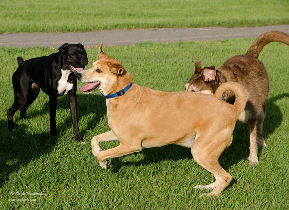 Jimbo playing at the dog park