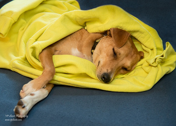 Dog framed in yellow sweatshirt
