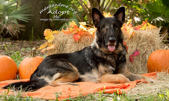 Blind German Shephard relaxing with a fall scene