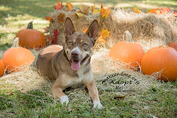 Husky mix dog laying among hay and pumpkins