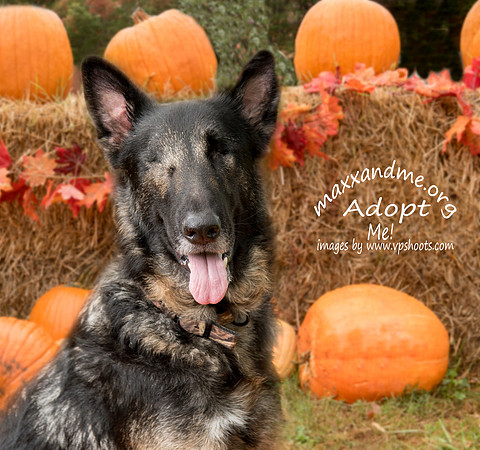 Head portrait of blind German Shepard