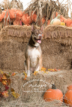 Dog portrait in fall scene