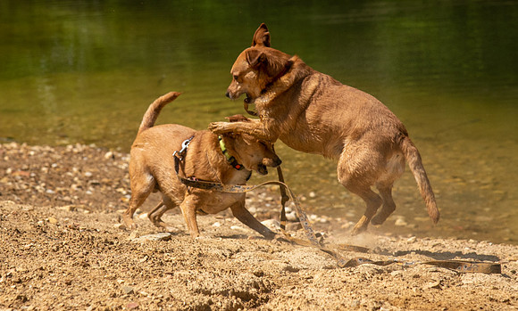 Dogs at lake shore, Tsali Trails, North Carolina