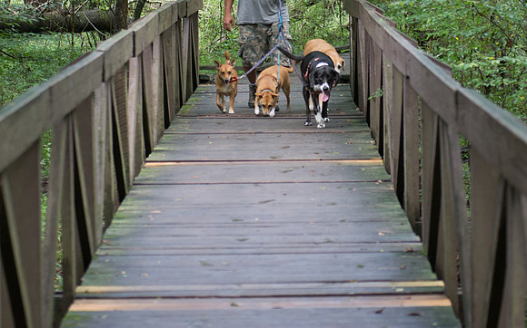 The whole dog family hiking