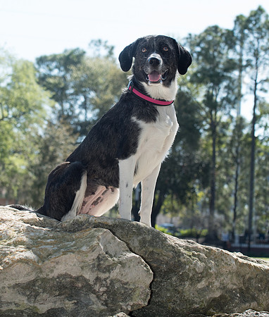Dog at dog park near Tampa riverwalk