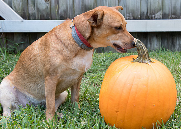 Dog and a pumpkin