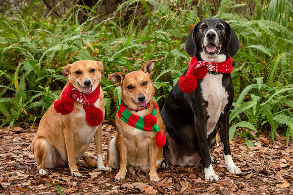 3 dogs posing for a holiday photo