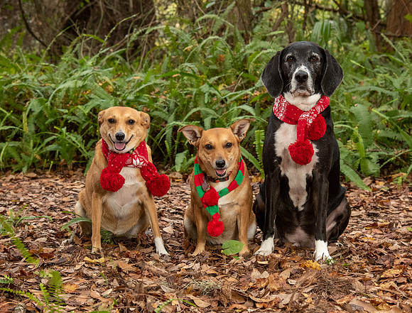 Three dogs pose with holiday scarfs