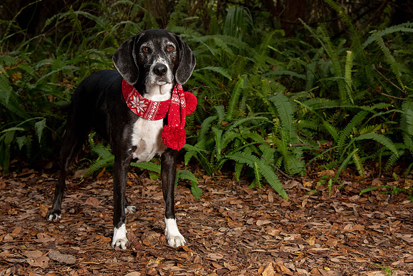 Black and white hound dog Christmas portrait
