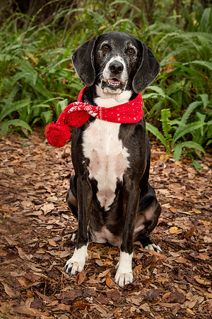 Black and white hound dog Christmas portrait