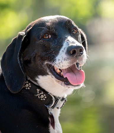 Happy dog Abby