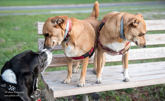A gentle moment between dog siblings