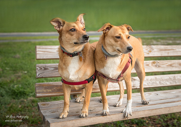 The twins, sisters on a bench