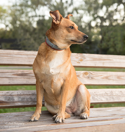 Ollie shortly after sunrise