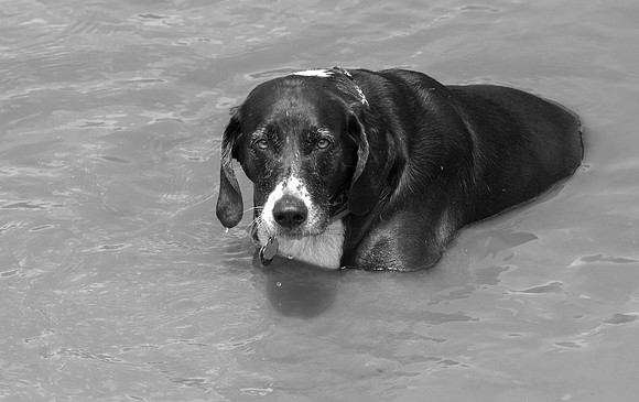 Abby cooling off in the water