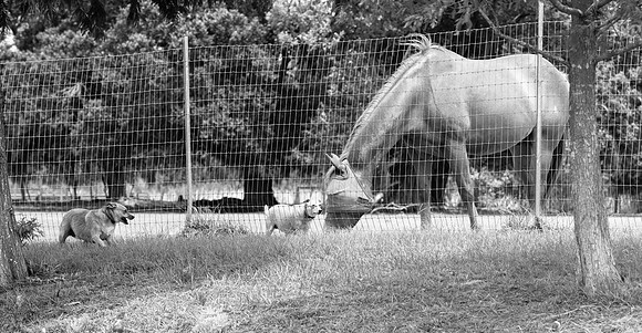 small dogs meet horse