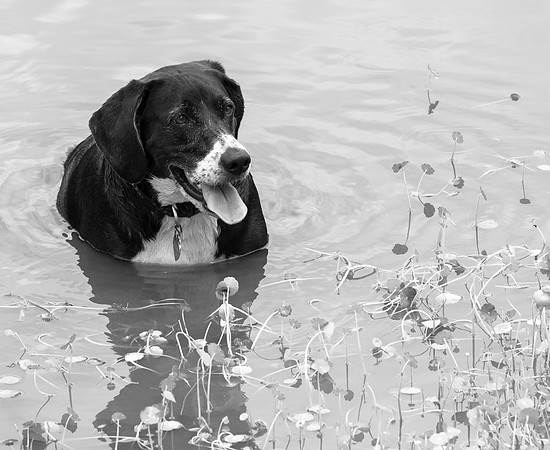 Happy Abby sitting in the water