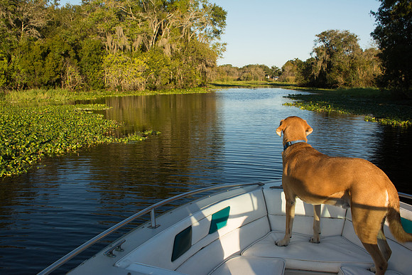 Dog boating on Hillsborough River