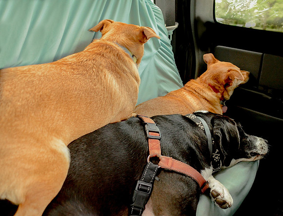 Three sleeping dogs in a truck