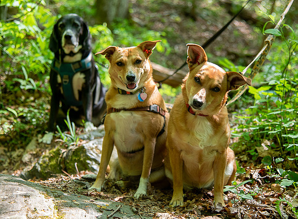 3 dogs pose for the camera while hiking in North Carolina