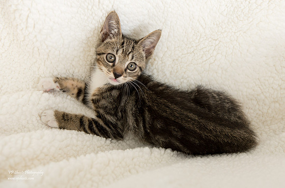 Tabby kitten on white