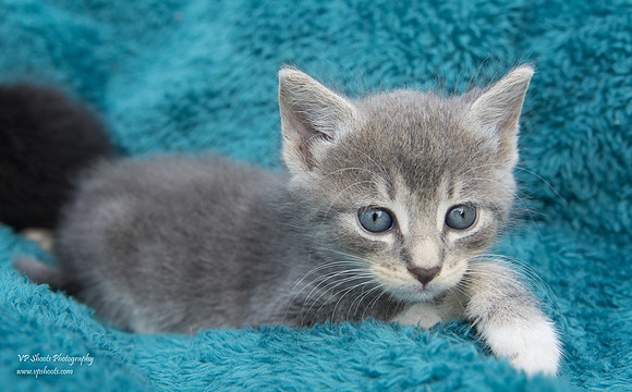 Gray tabby kitten