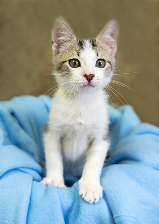 Curious kitten