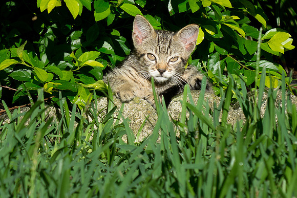 Outdoor tabby kitten in the grass