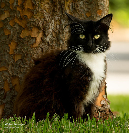 Outdoor tuxedo cat