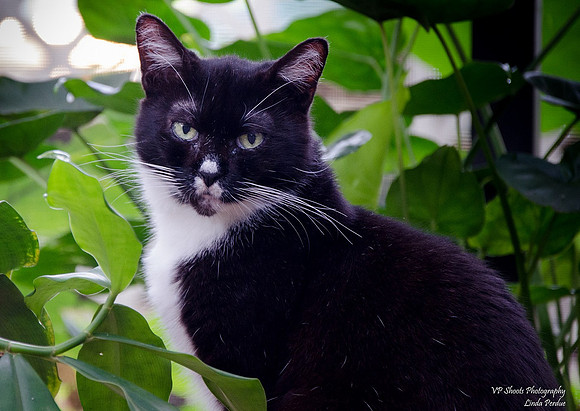Cat outdoors with plants