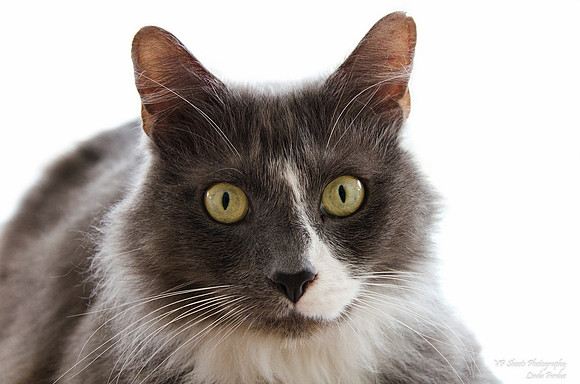 Cat with white background