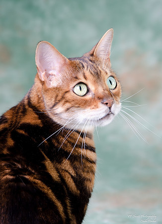 Bengal cat looking over shoulder