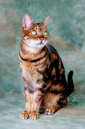 Full body bengal cat in studio