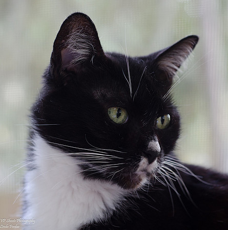 Headshot of cat